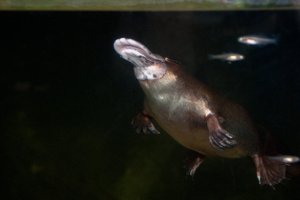 Sydney Aquarium Platypus