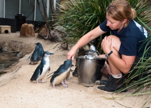 Sydney Aquarium Little Penguin Feeding Session