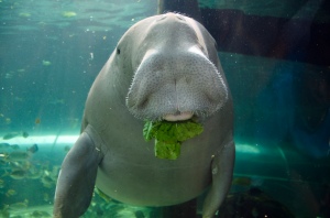 Dugong eating lettuce